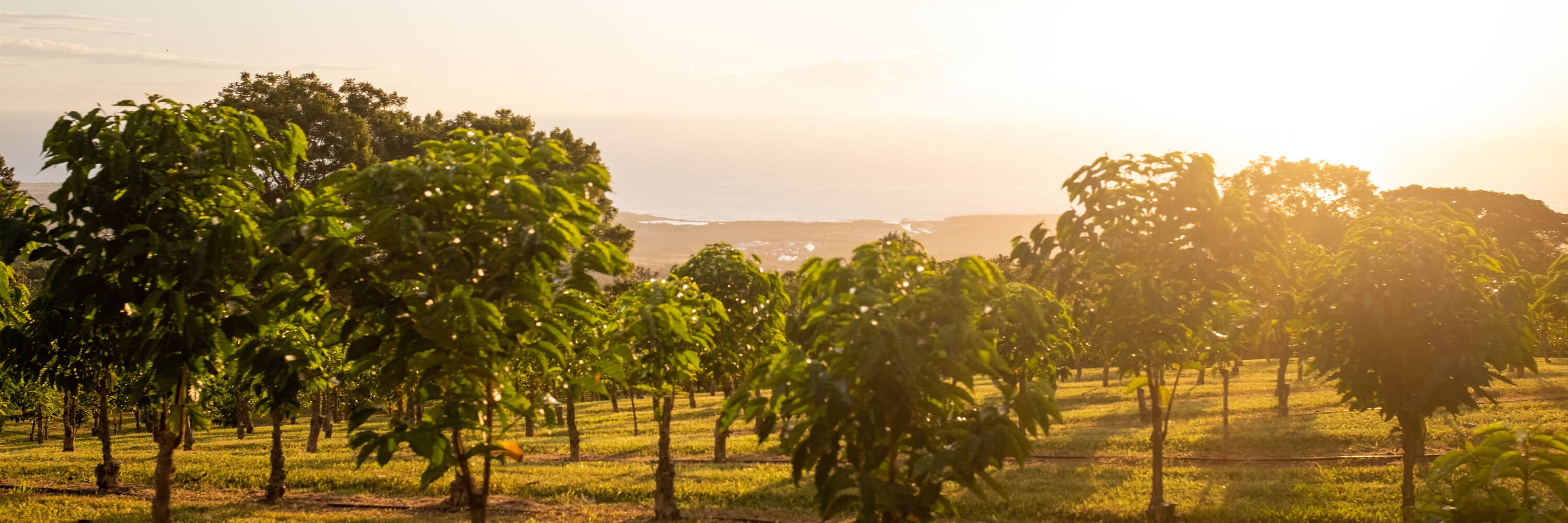 What Is Single Origin Coffee and Why Does It Matter?