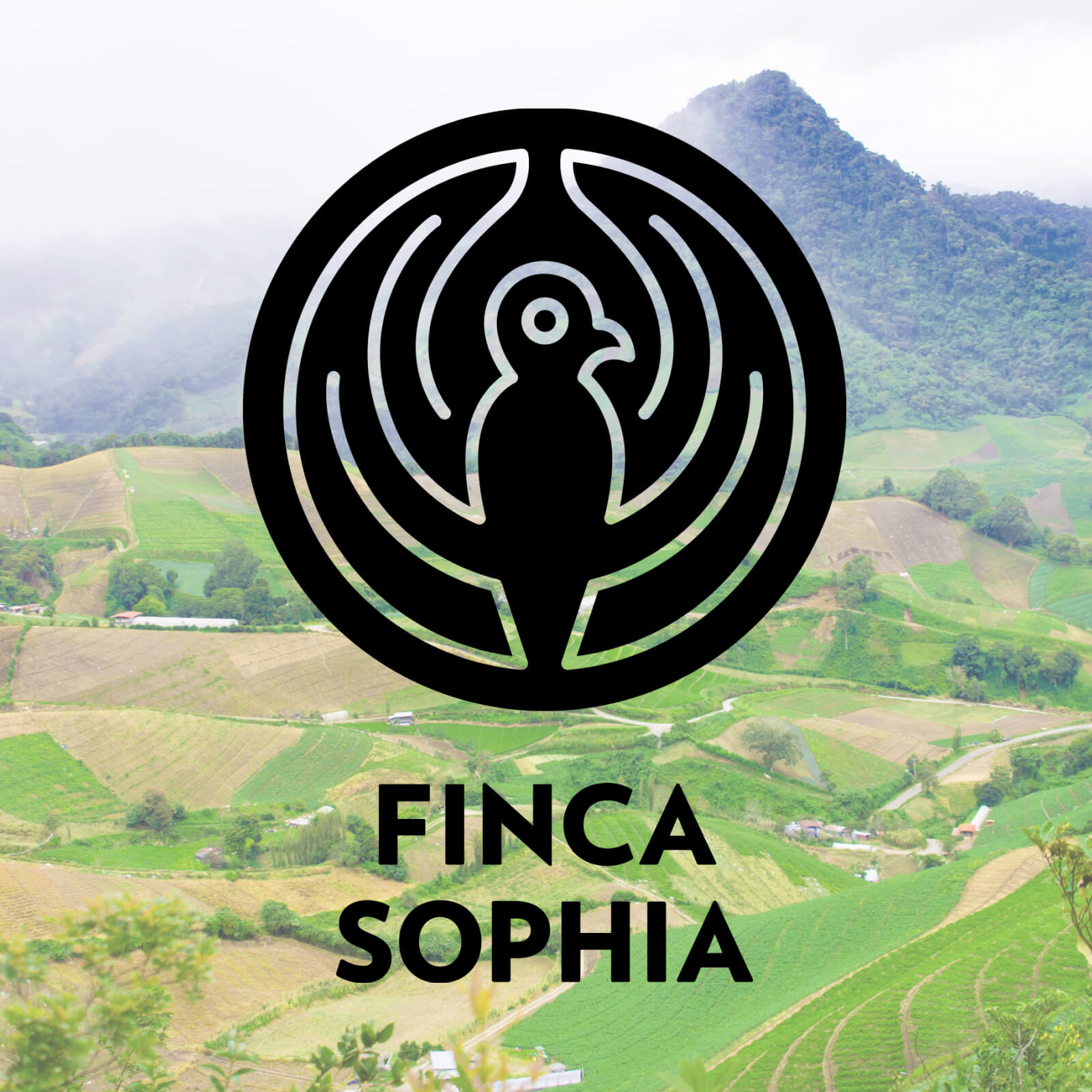 Our 2008 Timeline update: an award-winning farm of our own | Our Story | Equator Coffees