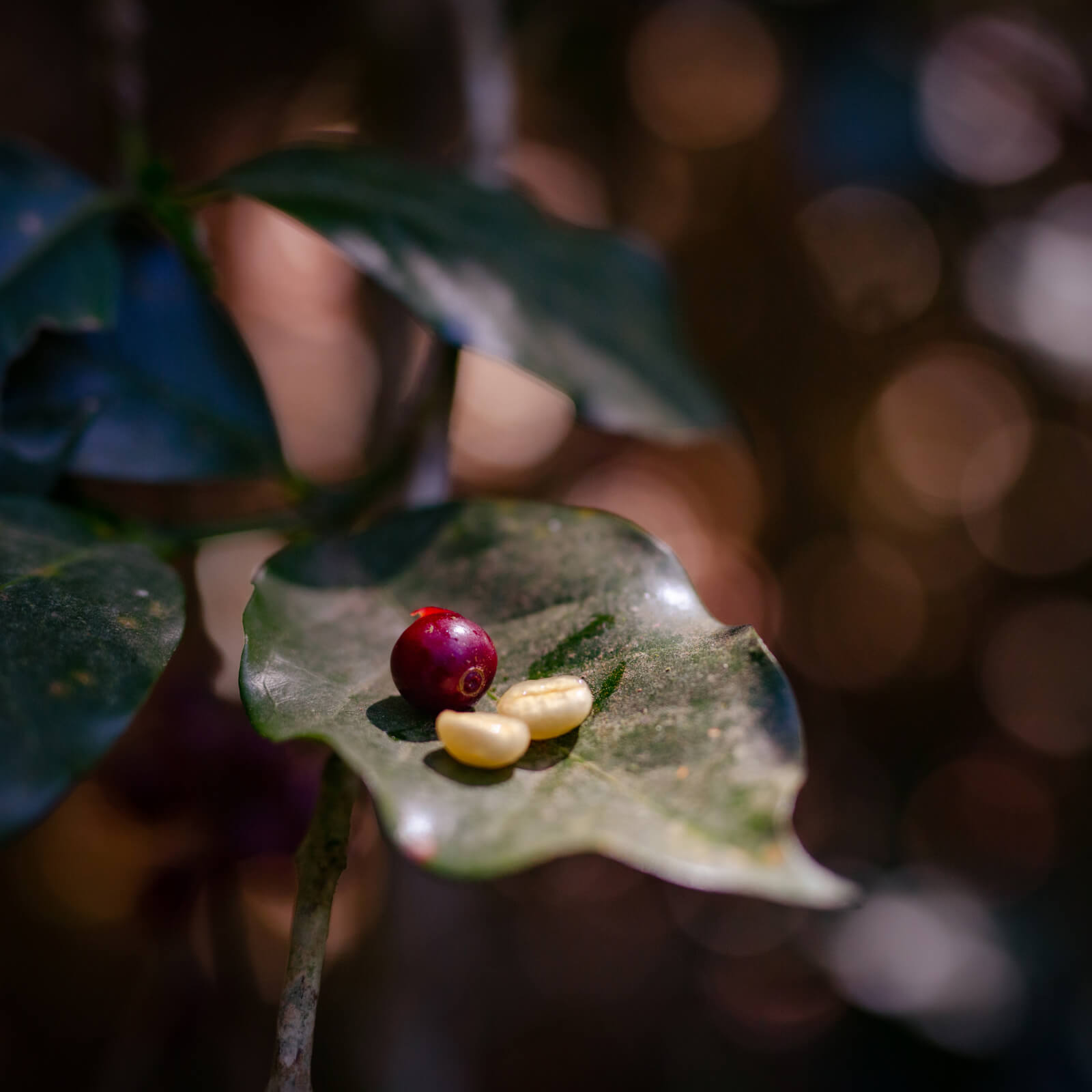 Our 2022 Timeline update: a Regenerative Revolution | Our Story | Equator Coffees