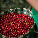 Fair Trade Coffee Set | Organic Coffee Set | Fair Trade Coffee Bundle | Organic Coffee Bundle | Fair Trade Coffee Gift | Fresh Coffee Cherries at Harvest in Nicaragua | Equator Coffees