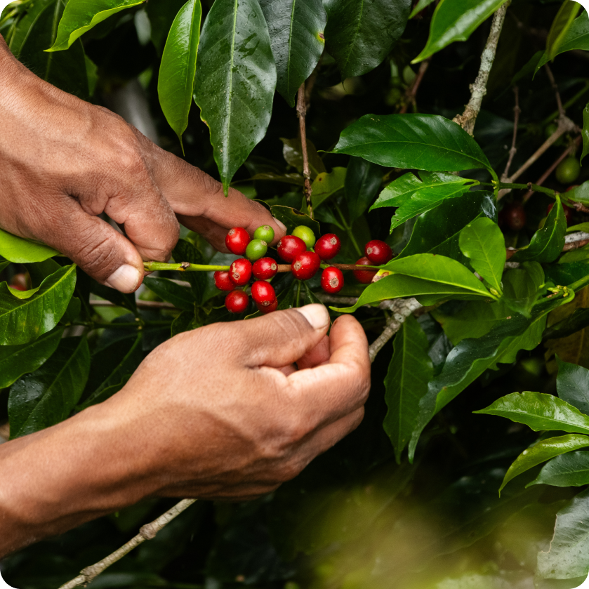 Picking ripe coffee cherries | Equator Coffees