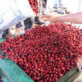 Sorting fresh coffee cherries at El Injerto in Guatemala | Equator Coffees