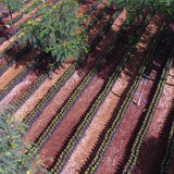 Coffee cultivation at El Injerto in Guatemala | Equator Coffees