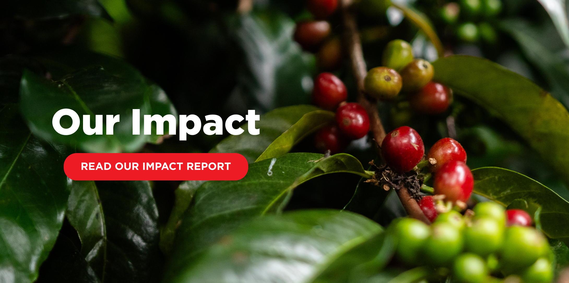 Read Our Impact Report | Navigation Banner | Equator Coffees
