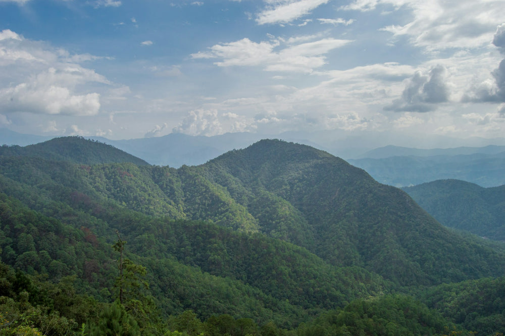 Smallholder Producers from Buenavista Loxicha Community