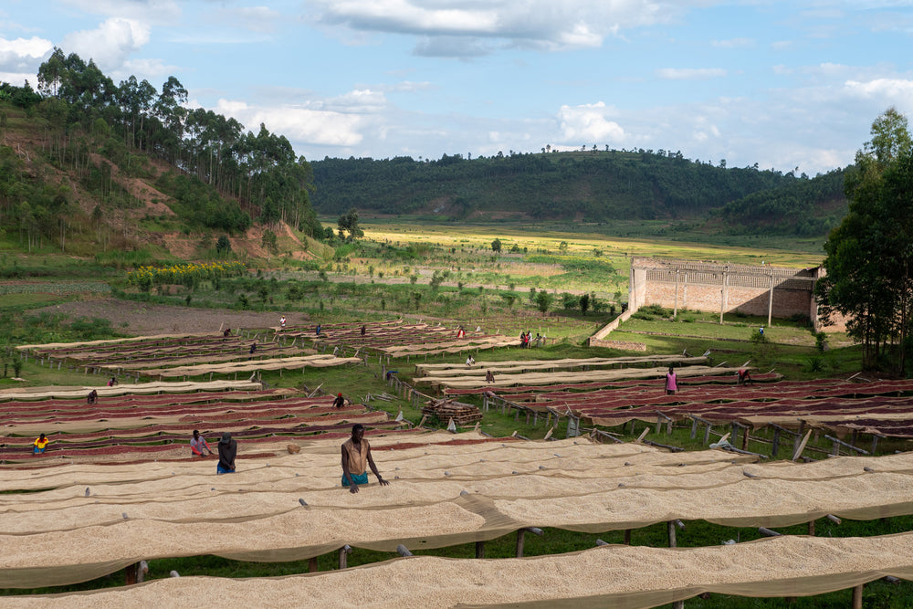 Smallholder Farmers, Kurundo & Mutarishwa, Burundi