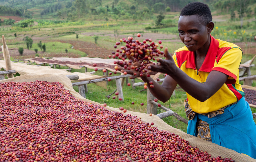 Smallholder Farmers, Kurundo & Mutarishwa, Burundi